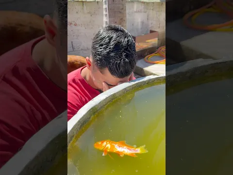 MEU PEIXINHO MORREU… E MEU AMIGO FEZ ISSO!