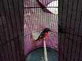 Download Lagu Burung mantenan kecil Jantan