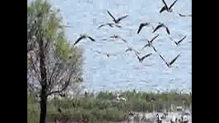 محمد النصري بين الحب والانسانية 