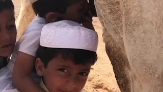 طريقة شرب حليب الناقه 