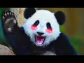 why pandas should go extinct