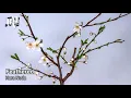 Feathread - Hara Noda (Piano Music) With 4k Videos