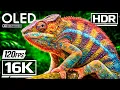 Lagu Best TRUE OLED Demo HDR 12K VIDEO Ultra HD Dolby Vision™ 60fps