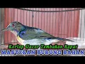 Download Lagu kolibri kelapa | manggar | wiceh | korlap gacor tembakan rapat masteran burung bahan