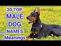 Top 20 Male Dog Names Popular trending male dog names