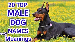 Top 20 Male Dog Names Popular trending male dog names