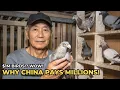 How China Dominated the World of Racing Pigeons From Belgium to Beijing