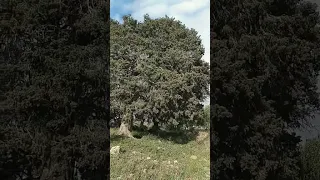 مساء الخير ازول فلاون القلة نتيجت دائرة جعافرة Tout Sur Colla Tidjet  مساء الخير ازول فلاون القلة نتيجت دائرة جعافرة Tout Sur Colla Tidjet