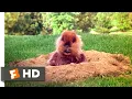 Caddyshack 1980 - How About a Nice Cool Drink Scene Movieclips