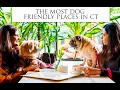 Dog Friendly CT Everything You Need to Know