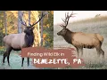 Finding Wild Elk in Benezette Pennsylvania