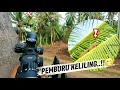 Download Lagu BERBURU KELILING DESA‼️ TANPA DI BAYAR