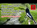 Download Lagu Kacer gacor irama lagu mewah, masteran terbaik untuk pancingan agar kacer cepat gacor dan ngeplong