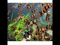 Download Lagu Tiger Barbs - Most Dangerous Fin Nipping Fishes