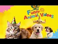 Download Lagu HILARIOUS Animal Moments Caught On Camera #funnyvideos #fun