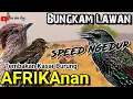 Download Lagu Bungkam Lawan ! ROLL TEMBAK BURUNG AFRIKA Untuk Masteran Murai Batu, Cucak ijo, Kacer, Cendet DLL