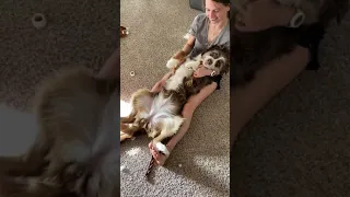 Abdominal Massage On Pooki 