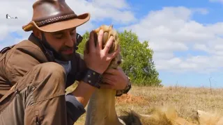 حجم كف الأسد وطريقة خروج مخالبه        دندنها