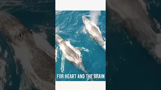 MAMMALIAN DIVE RELEX #sailing #freediving #oceanlife #sailingwithkids #travel #drowningprevention