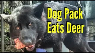 dog pack eats deer