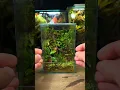 How To Make a Nano Jungle Paludarium!πΏπͺ³