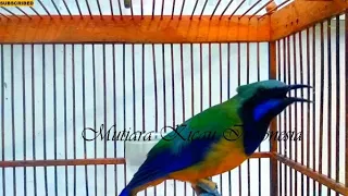 cucak cungkok istimewa mix tembakan parkit pijantung gelatik gereja prenjak lmt lb konin j suren