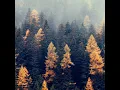 Fire Ecology - Ross Lara