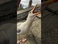 My Pet Seagull Introduces Me to His New Baby!!