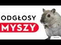 Download Lagu Odgłosy myszy