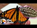 Download Lagu Woman Repairs Butterfly's Broken Wing With A Feather | The Dodo