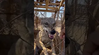 هذا الذئب أكل لي الغنم أنضرو كيف عدبتو 