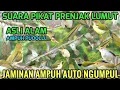 Dijamin Ampuh! Suara Pikat Prenjak Lumut 100% Langsung Ngumpul 