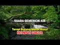 Download Lagu Suara Alam, Suara Gemericik Air Terapi Burung  Kembali Gacor