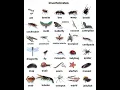 Invertebrates Vocabulary Learning English