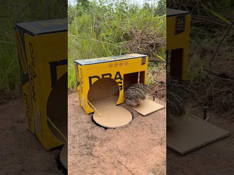 Beautiful DIY Quail Trap Using Cardboard Box #shorts