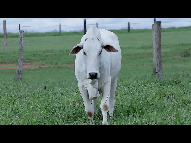 Novilha Nelore LCCF - 1811