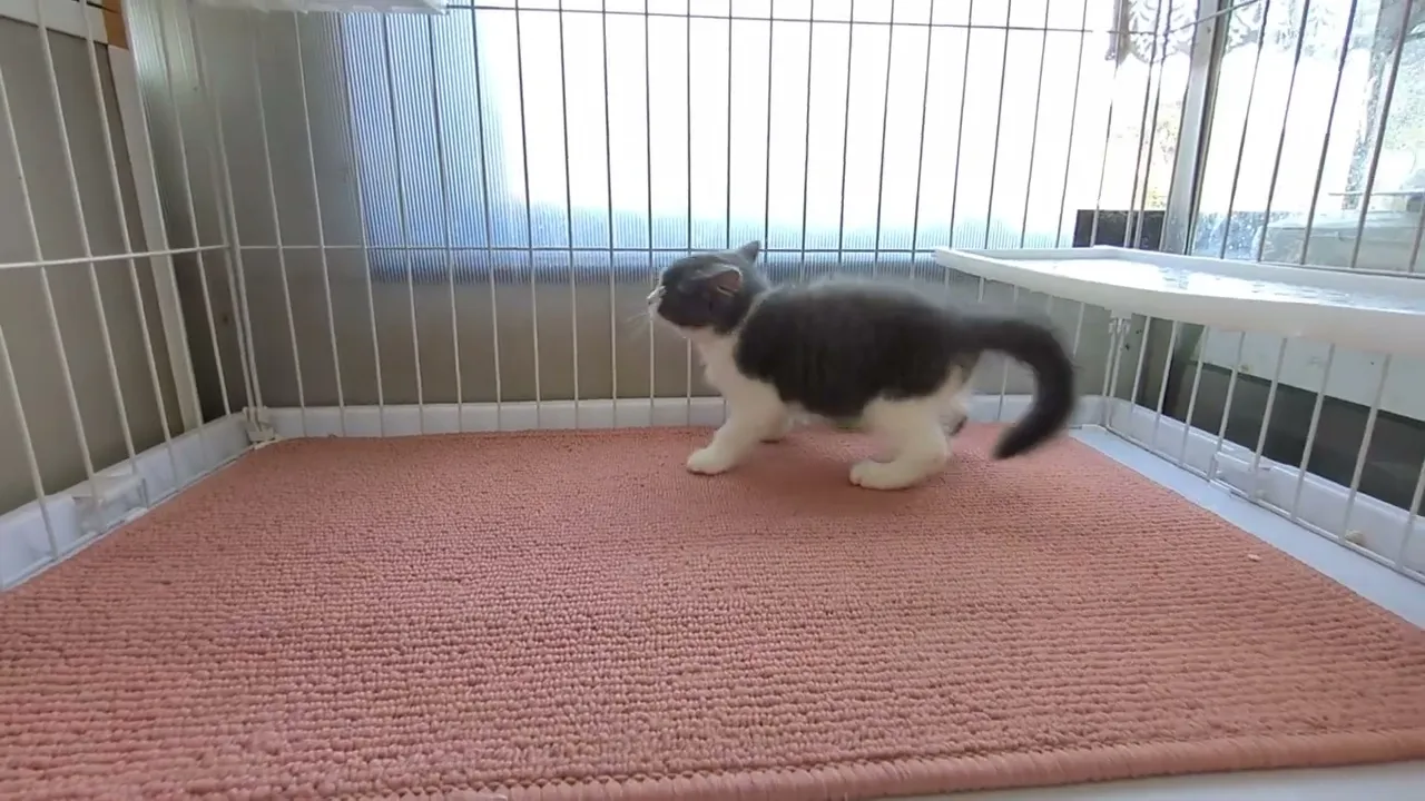 動画