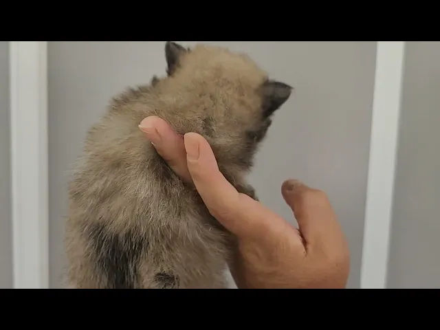 動画
