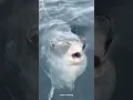 Download Lagu Why Do Fishermen Throw This Giant Fish Back Into the Ocean? #Animal #AnimalFacts #MarineLife