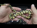 HI OD Het Pied Clutch