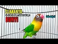 Lagu Lovebird Gacor Ngekek Panjang Cocok Buat Pancingan Lovebird Fighter Agar Cepat Bunyi