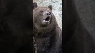 Roaring Brown Bear Majestic Sounds Of The Wild 