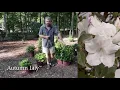 Top 10 Encore® Azaleas - Repeat Flowering Azaleas
