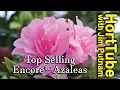 Download Lagu Top 10 Encore® Azalea's - Herbloeiende Azalea's