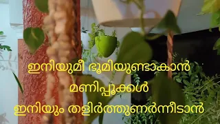 Bhoomikkayi