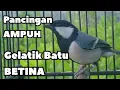 Download Lagu Pancingan gelatik batu betina memanggil jantan