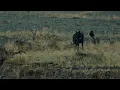 Watching wolves in Yellowstone Junction Butte Pack