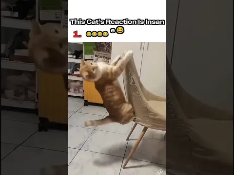 This Cat’s Reaction Is Insane 😂