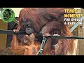 Download Lagu Adorable Baby Orangutan Can't Get Enough Of Big Sister's Kisses