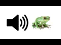 Download Lagu Frog (Croaking) - Sound Effect | ProSounds